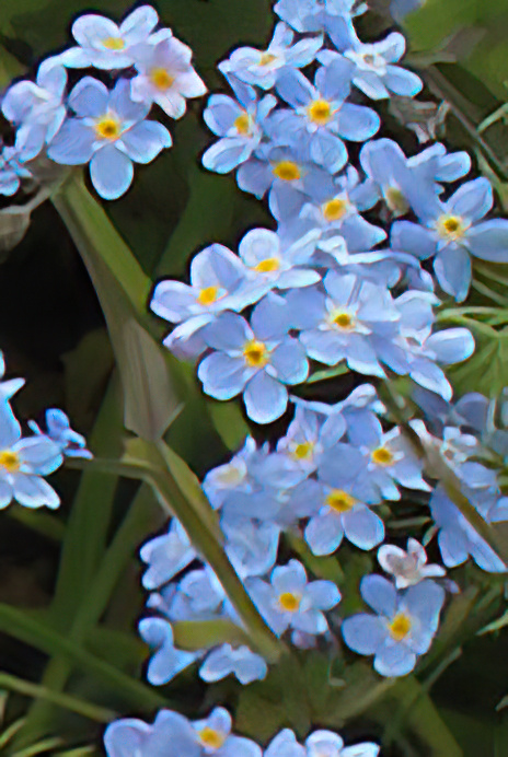 Wood Forget-me-not