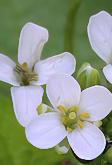 Garlic Mustard