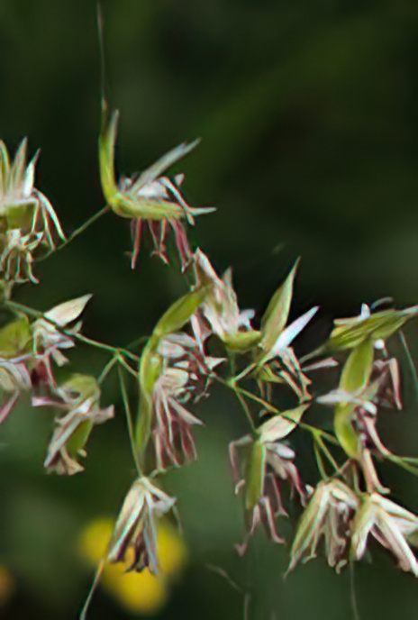 False Oat Grass