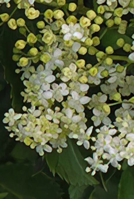 Elder