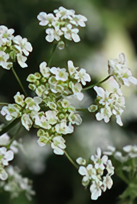 Cow Parsley