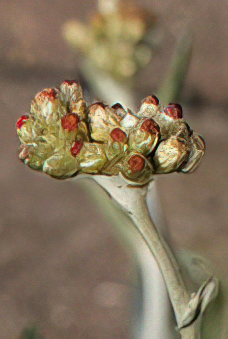 Jersey Cudweed