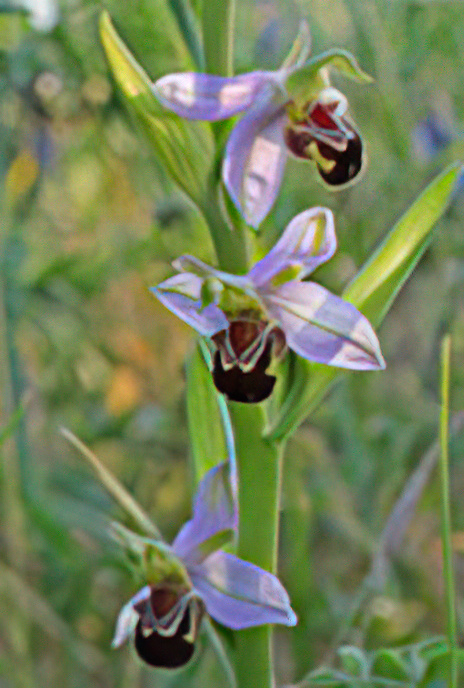 Bee Orchid