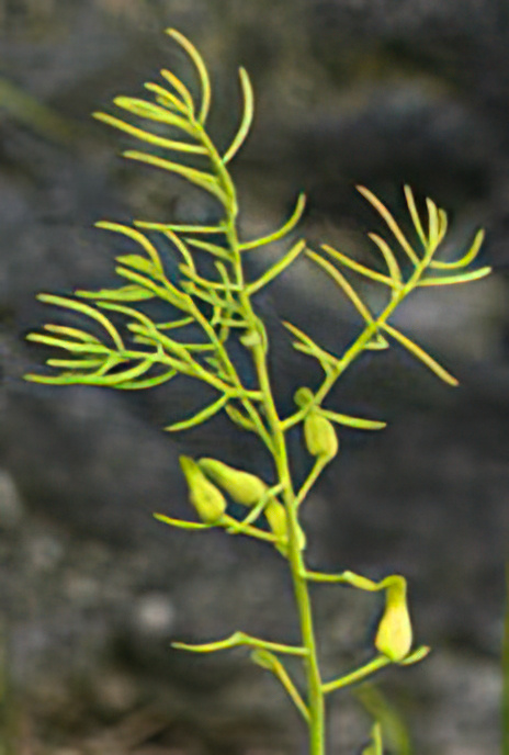 Beaked Small-leaf