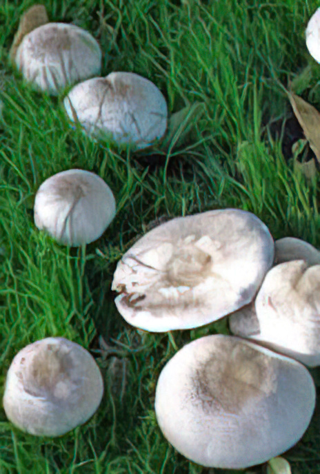 Yellow Stainer