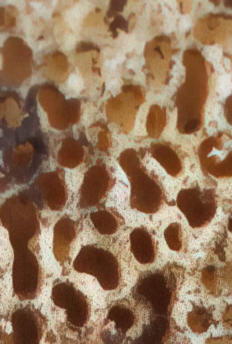 White Wet Rot