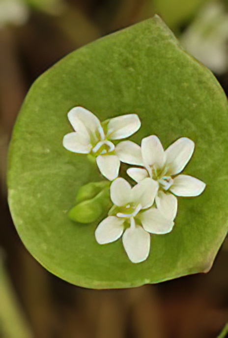 Spring Beauty