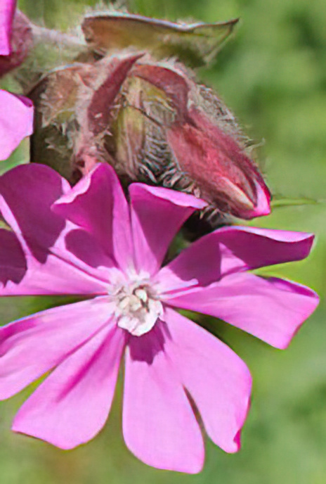 Red Campion