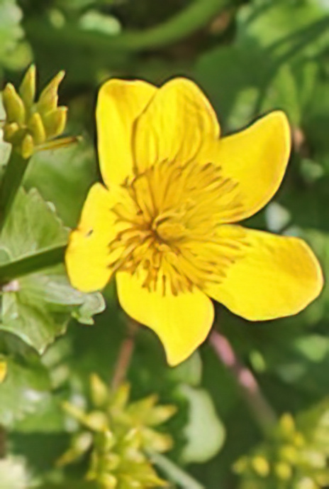 Marsh Marigold