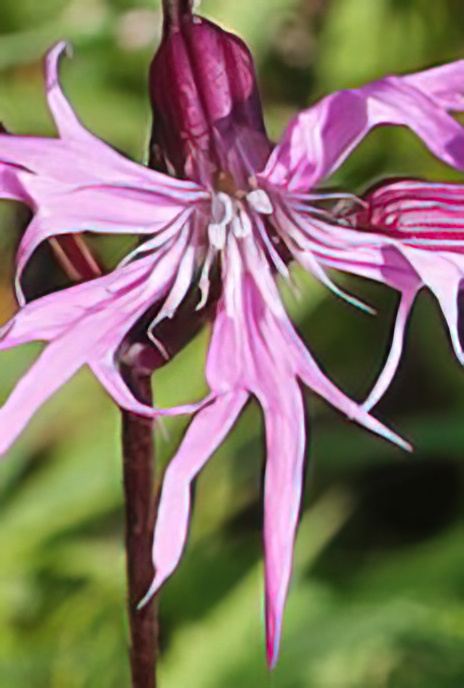 Ragged Robin