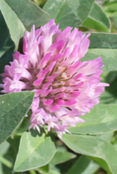 Red Clover