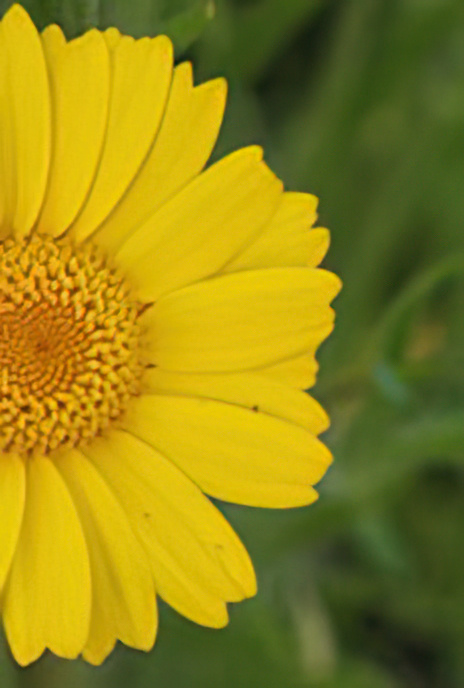 Corn Marigold