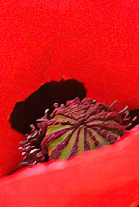 Common Poppy