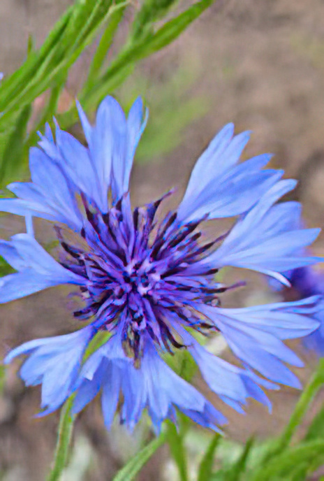 Cornflower