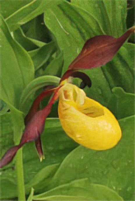 Lady’s Slipper