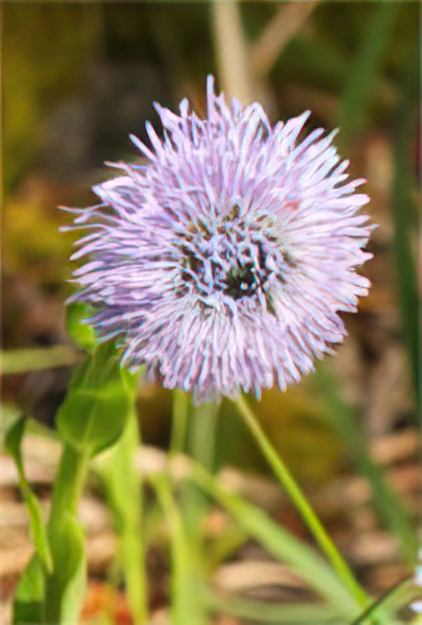 Common Globularia