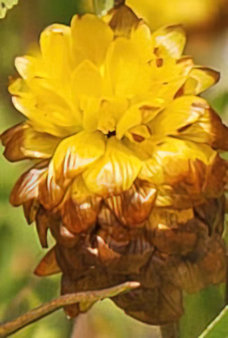 Brown Clover