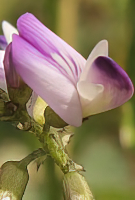 Alpine Milk Vetch