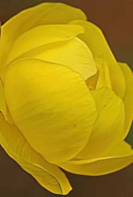 Globe Flower