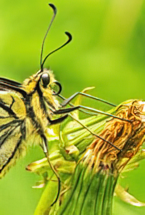 Swallowtail