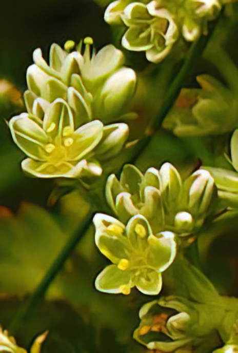 Perennial Knawel