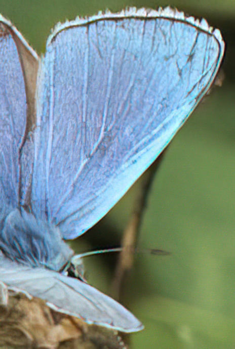 Adonis Blue