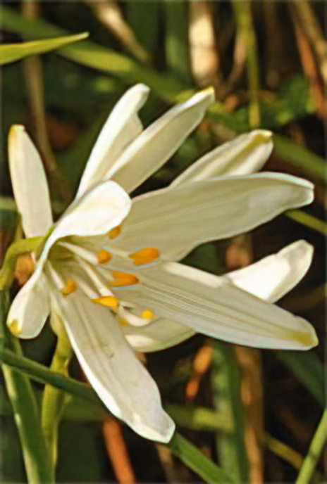 St Bernard’s Lily with Common Blue