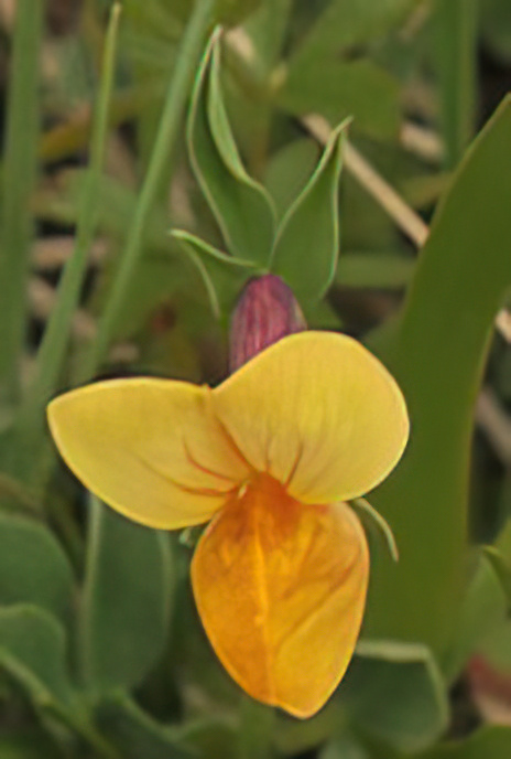 Dragon’s Teeth or Winged Pea