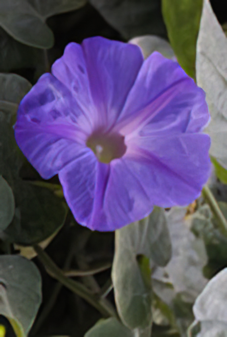 Ocean Blue Morning Glory