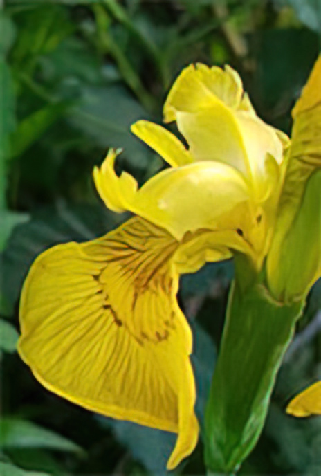 Yellow Flag