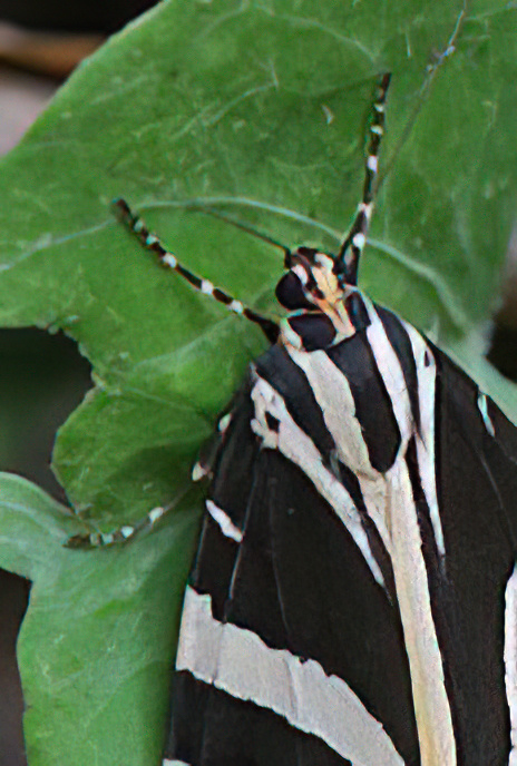 Jersey Tiger
