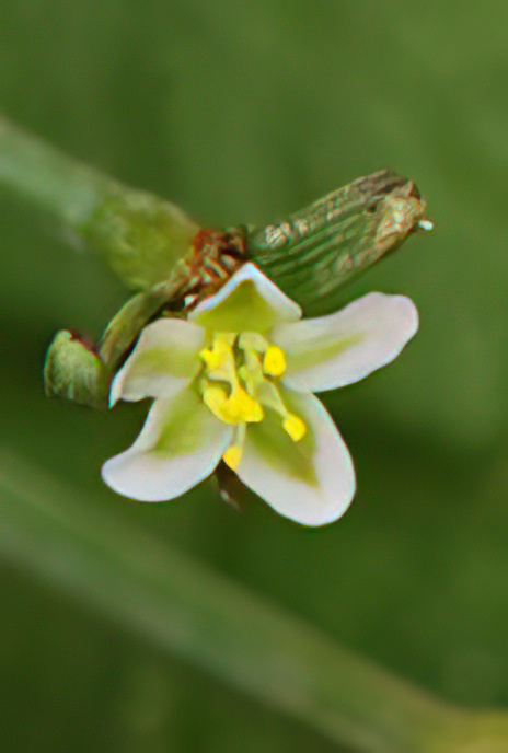 Knotgrass
