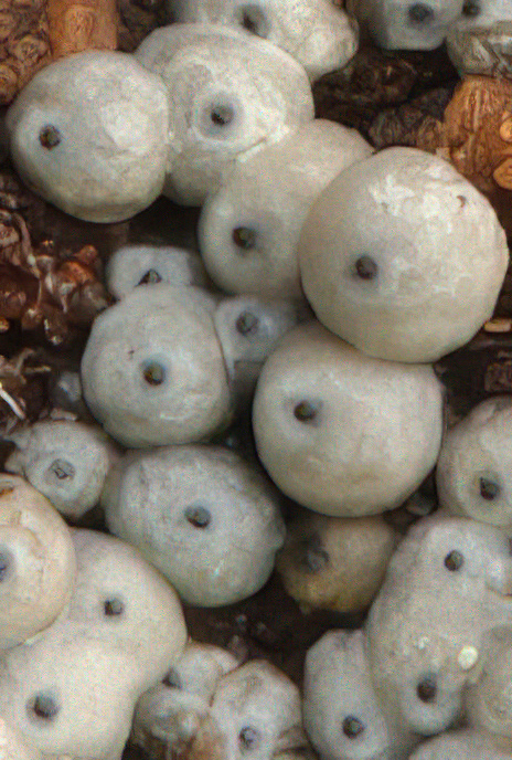Lasiosphaeria ovina