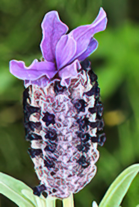 French or Spanish Lavender