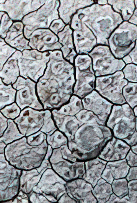 Lecanora rupicola