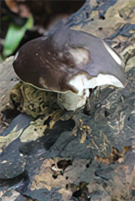 Blushing Bolete