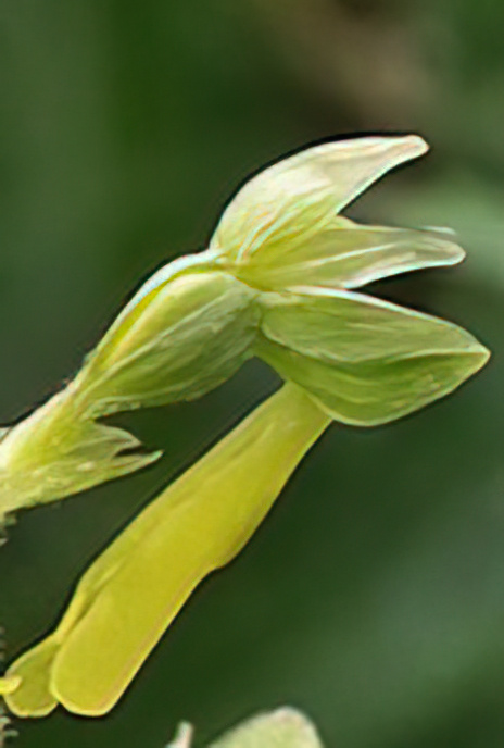 Twayblade