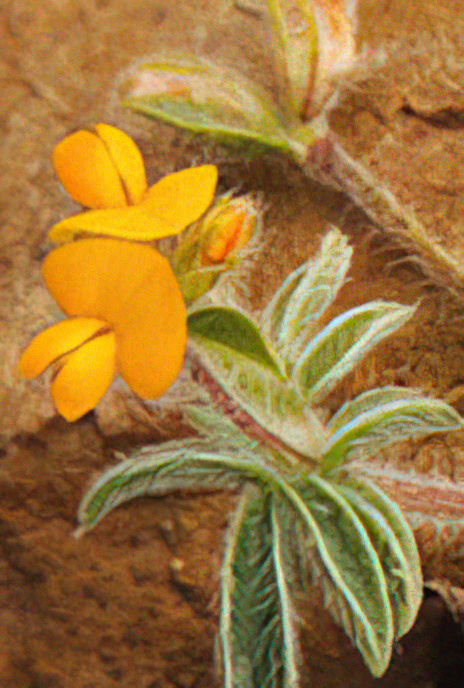 Hairy Bird’s-foot Trefoil