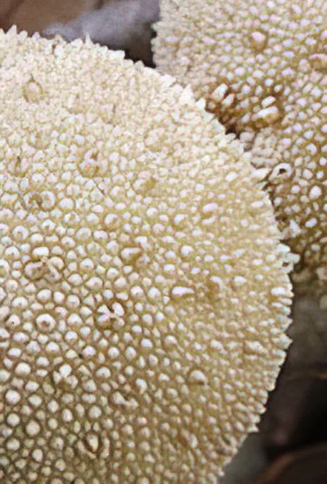 Common Puffball or Devil’s Snuff-box