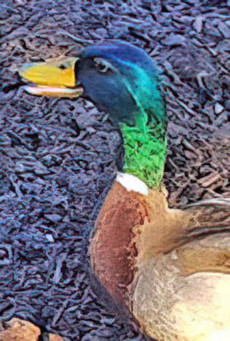 Mallard