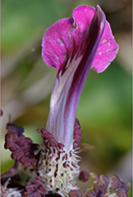 Marsh Lousewort