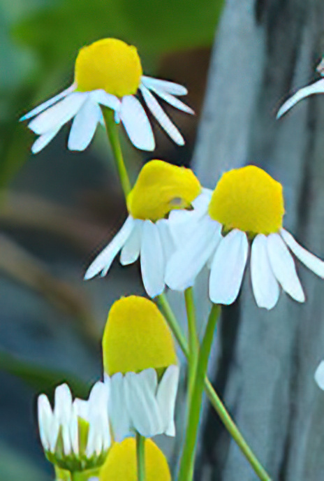 Scented Mayweed