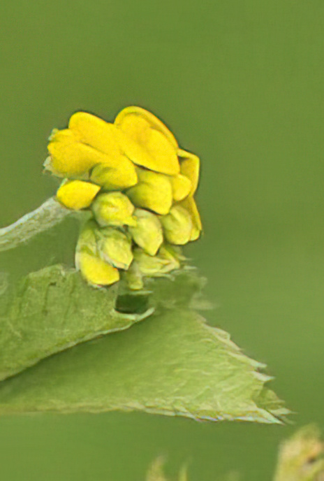 Black Medick