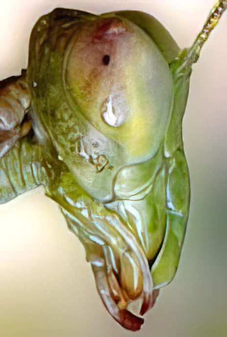 Preying Mantis