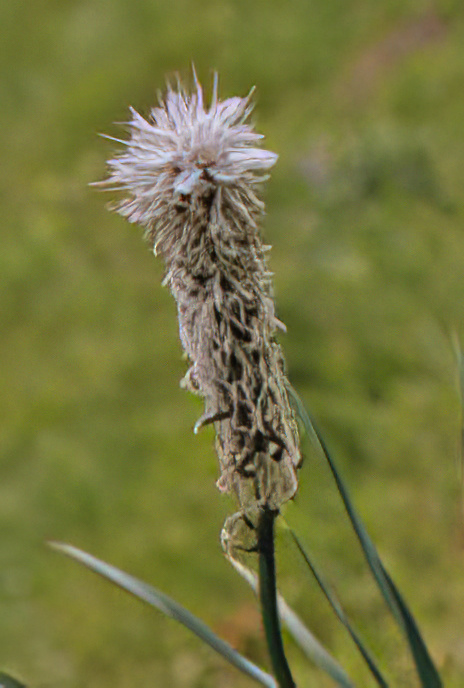 White Ashphodel