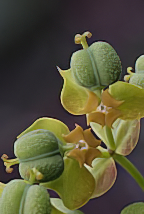 Cypress Spurge