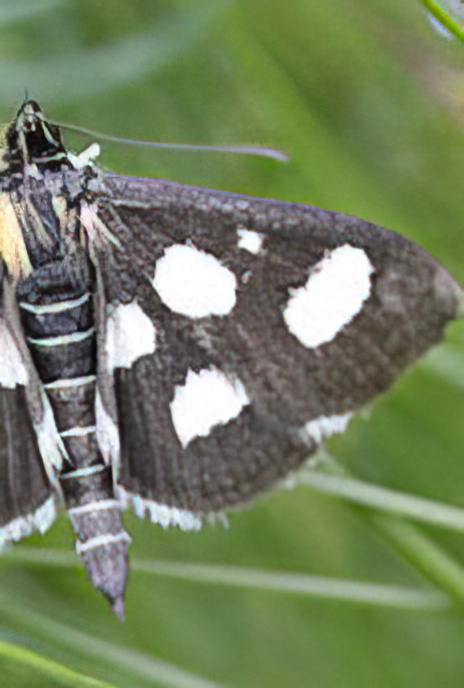White-spotted Sable Moth
