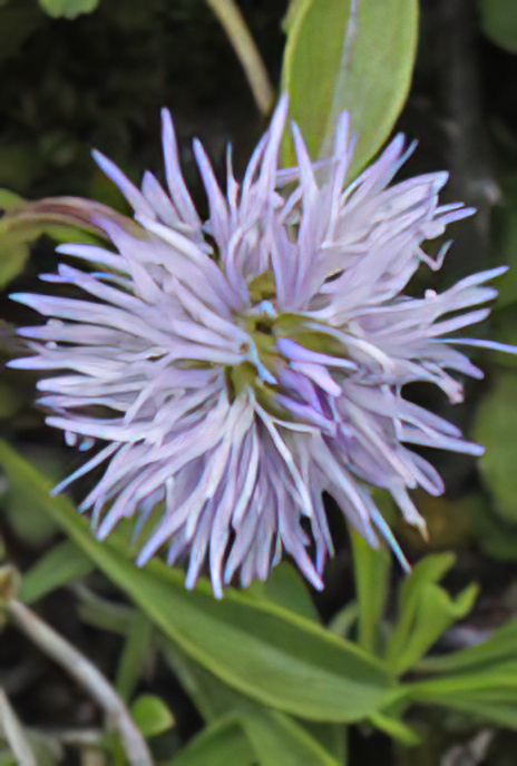 Matted Globularia