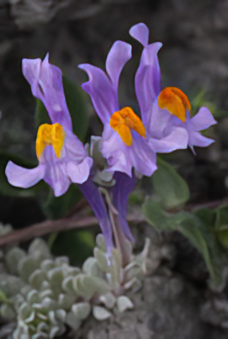 Alpine Toadflax