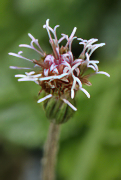 Alpine Coltsfoot